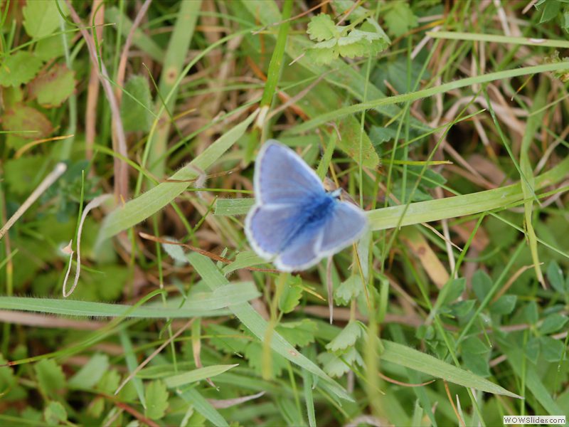 Common Blue - male