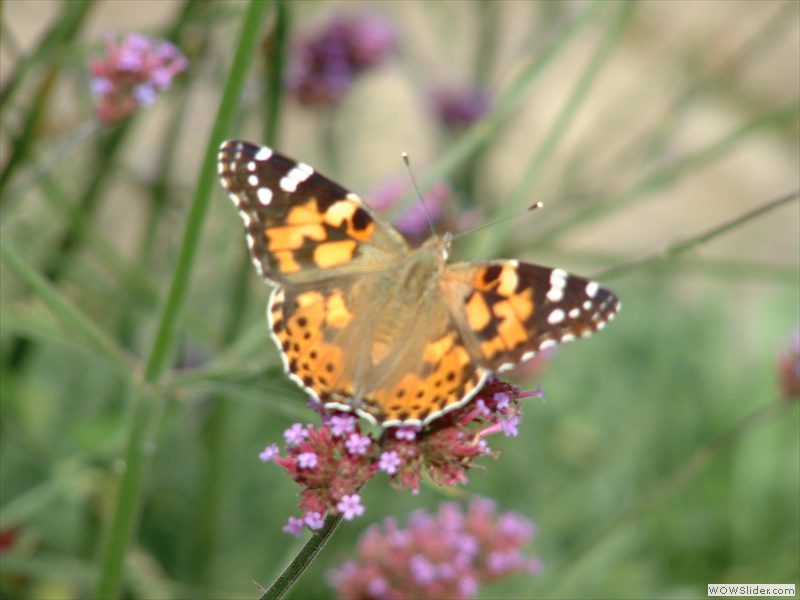 Painted Lady-Upperside