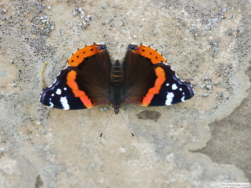 Red Admiral on Tombstone