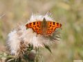 Comma on Thistle Down