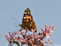 Painted Lady on Lilac