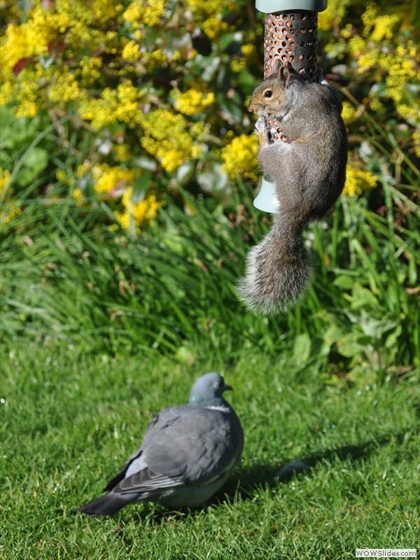 Pigeon & Squirrel