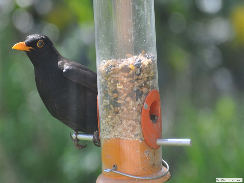 Blackbird at Seed