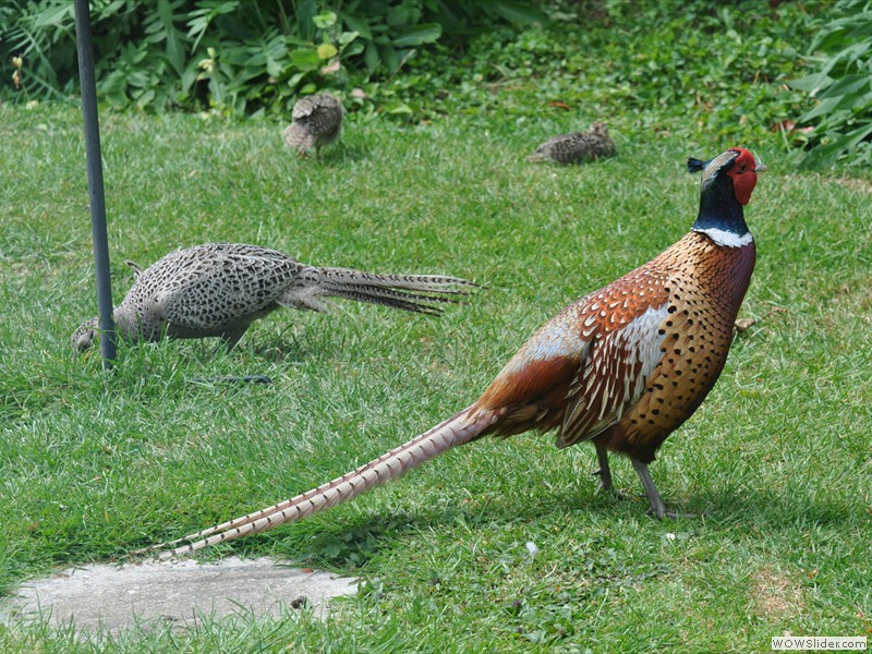 Cock Pheasant with hen & chicks