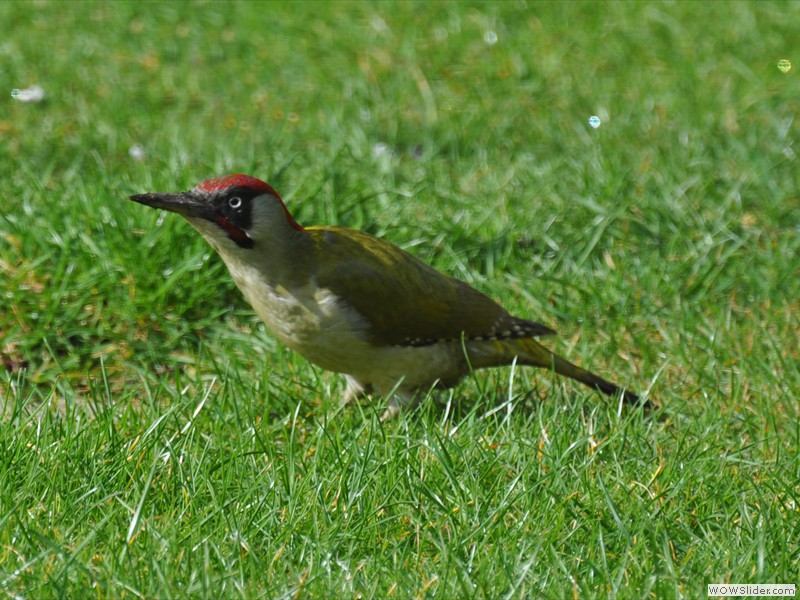Green Woodpecker-1