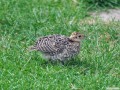 Pheasant Chick