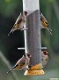 Goldfinches feeding