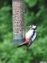 Greater Spotted Woodpecker at Nuts